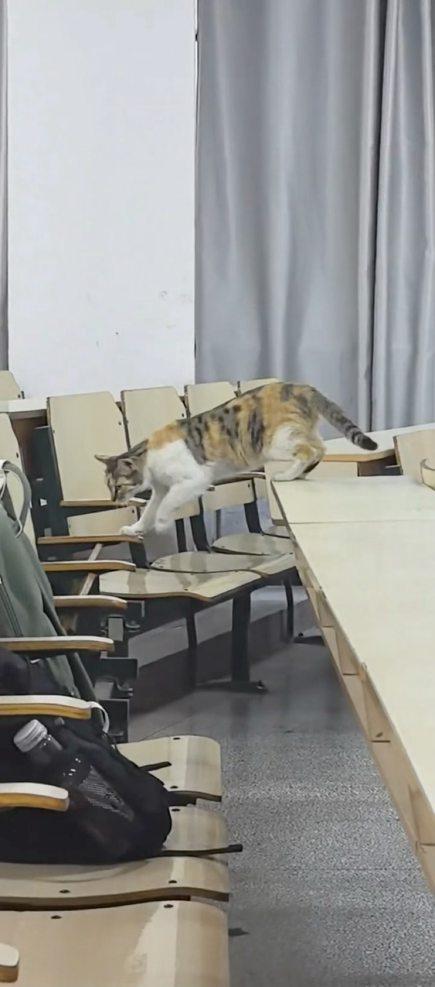 喵前失蹄🐾 ​​​