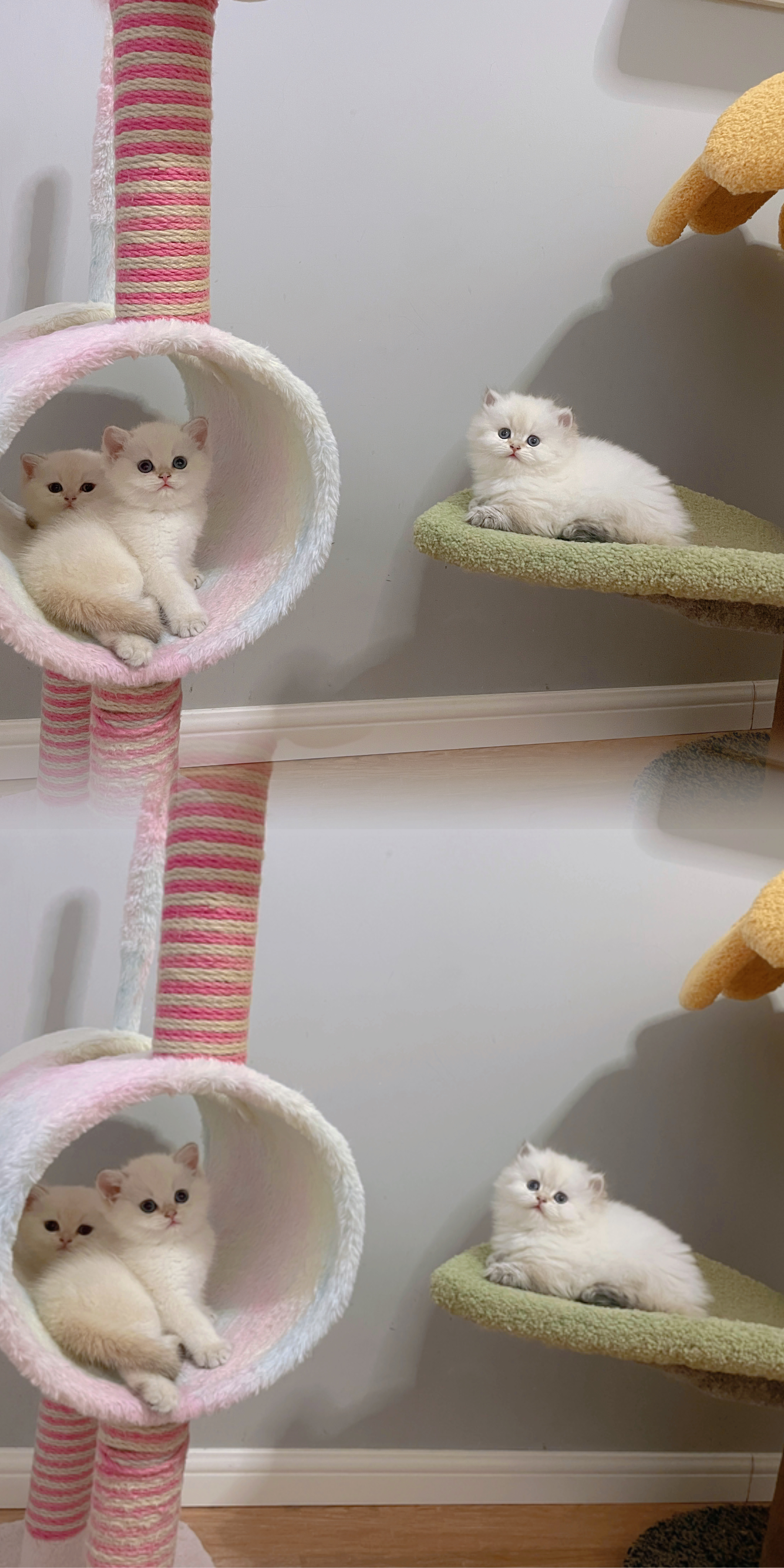 分享可爱×2#金山猫重点色##金点色##英国短毛猫##英短金点色##英国长毛猫#