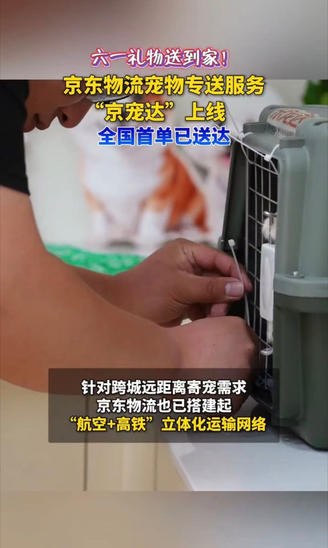 京宠达辽宁始发守护毛孩子安全京宠达辽宁正式始发！专注宠物安全运输，全程实时跟进，