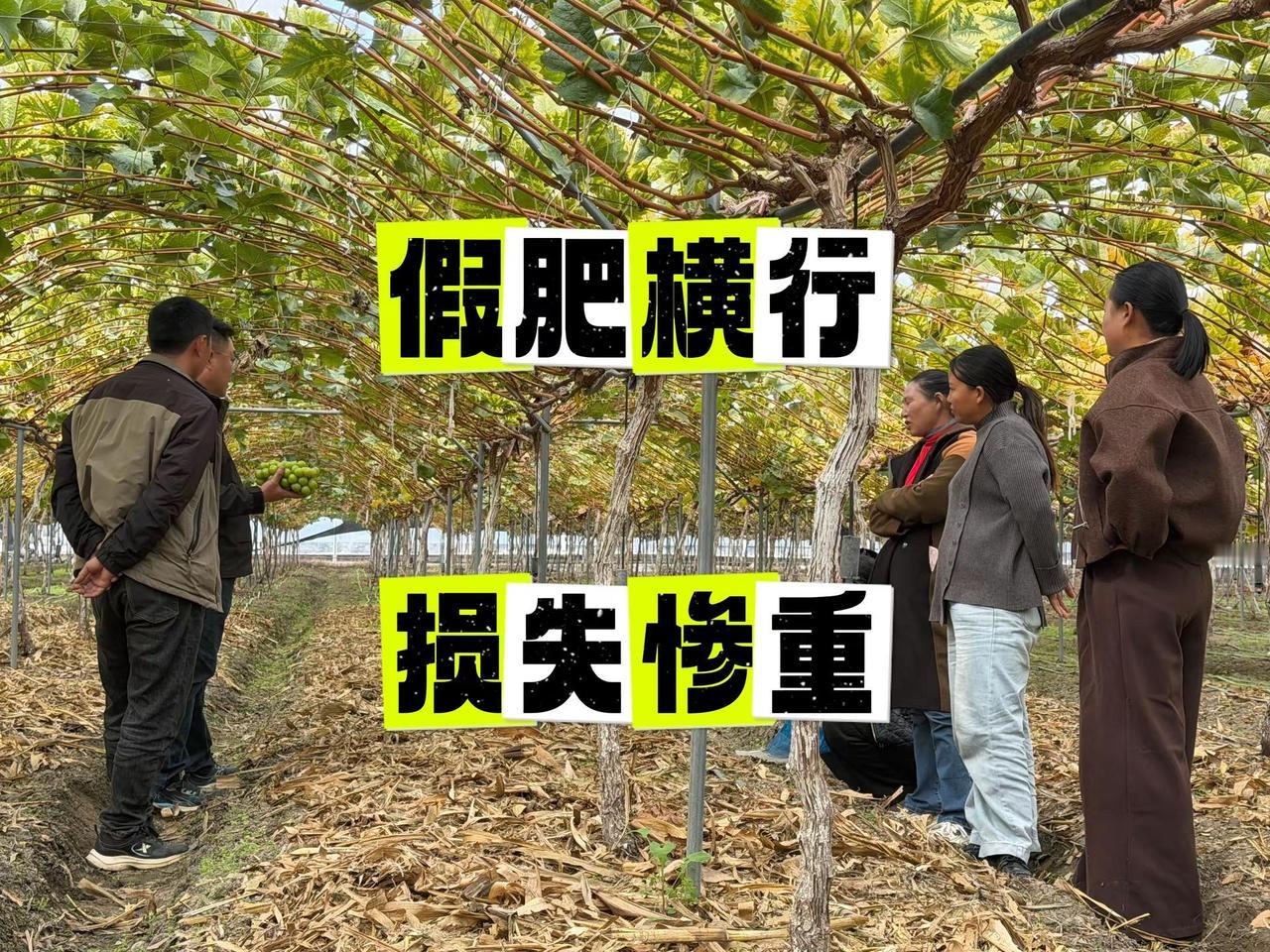 昨天晚上一位种植大户和我说，他去年的果子品质很差，裂果也比较严重，可是他也补了很
