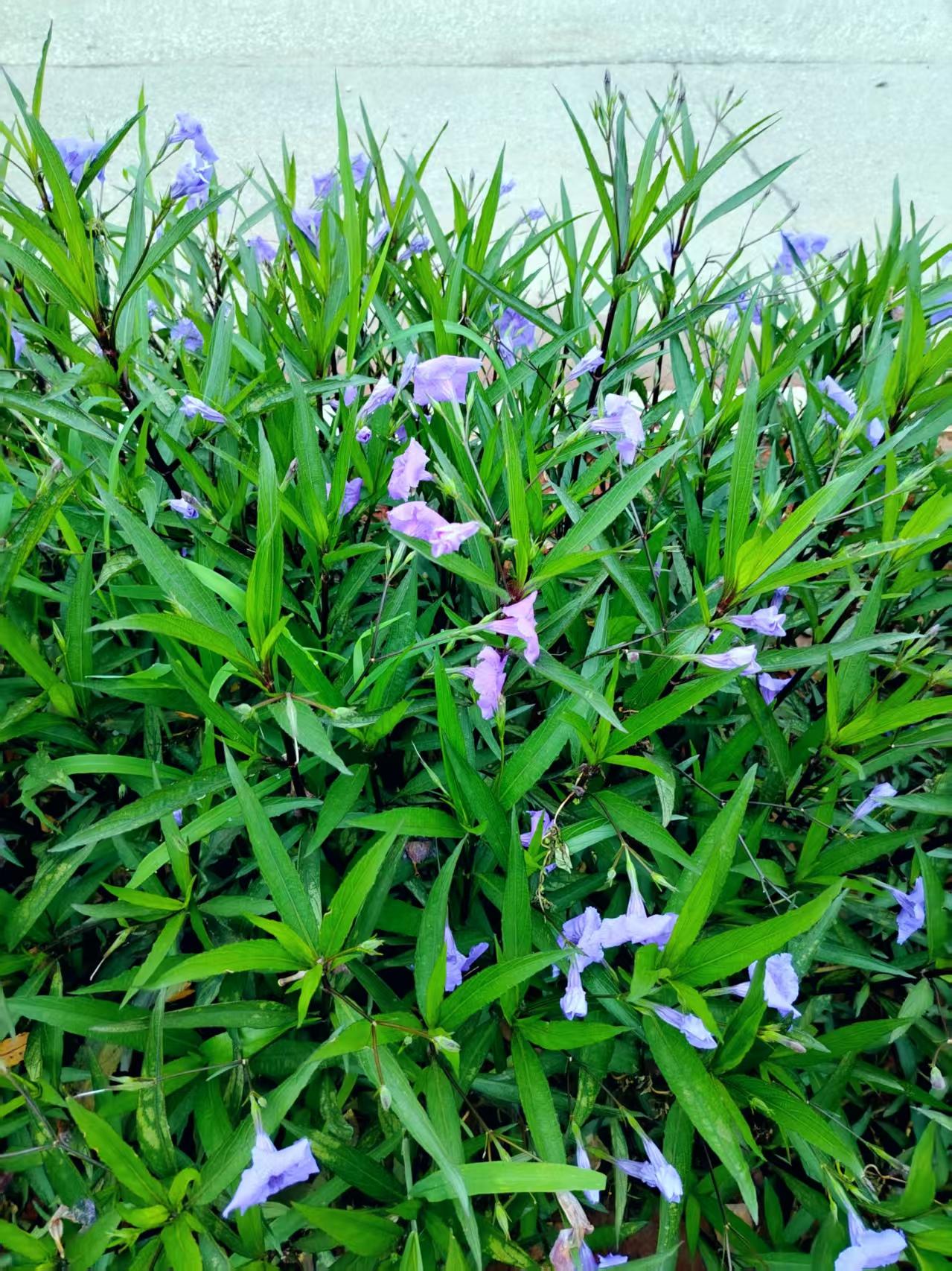 年轻时总认为年龄相差一岁二岁，甚至三岁四岁没什么区别，但是上了年纪才知道，年龄增