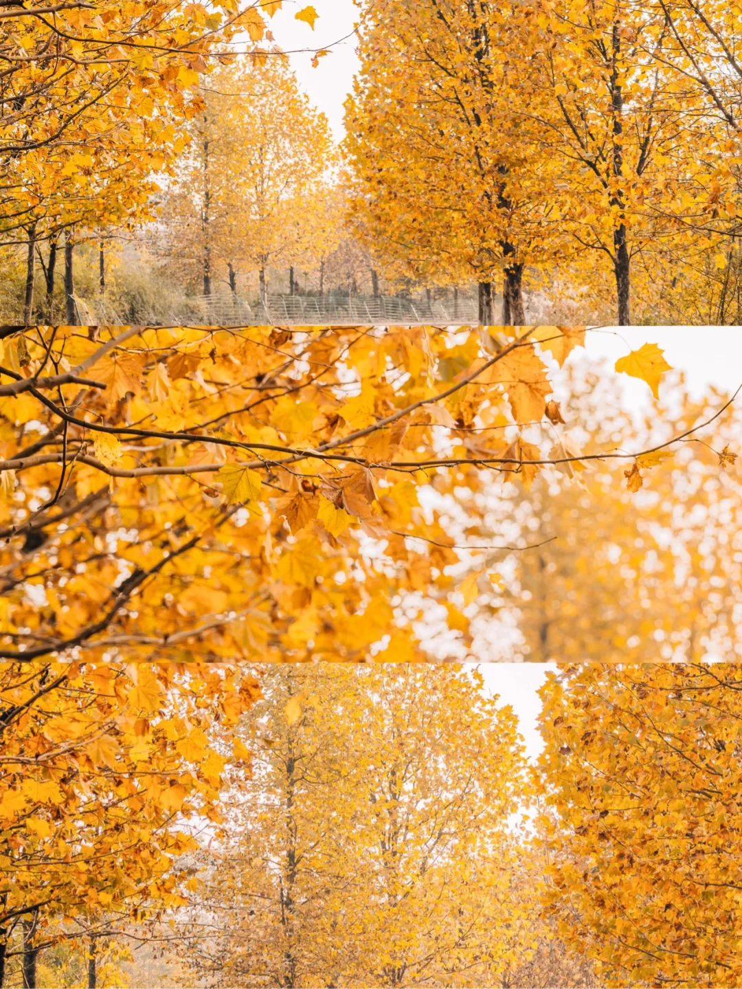 重庆｜这个季节一定要拍梧桐树，真的美哭