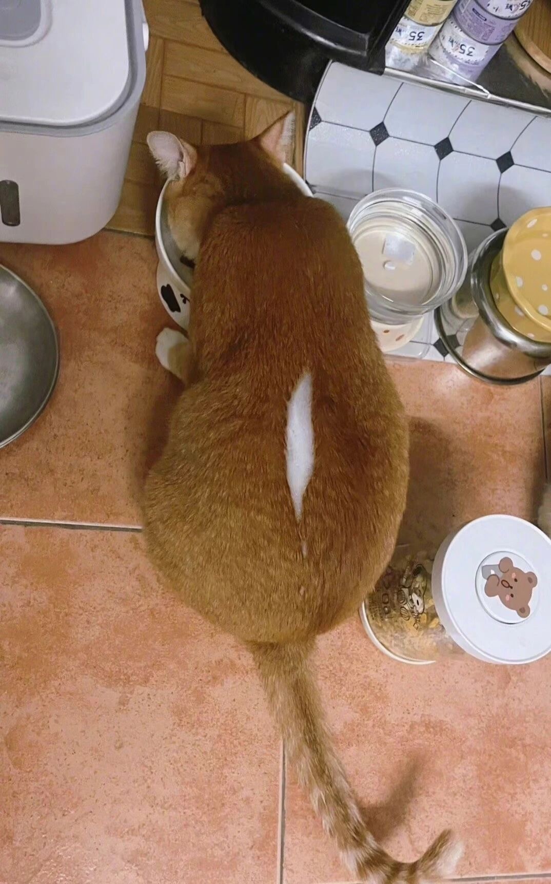 以为小猫胖到裂开了，没想到是洗手液[允悲] ​​​