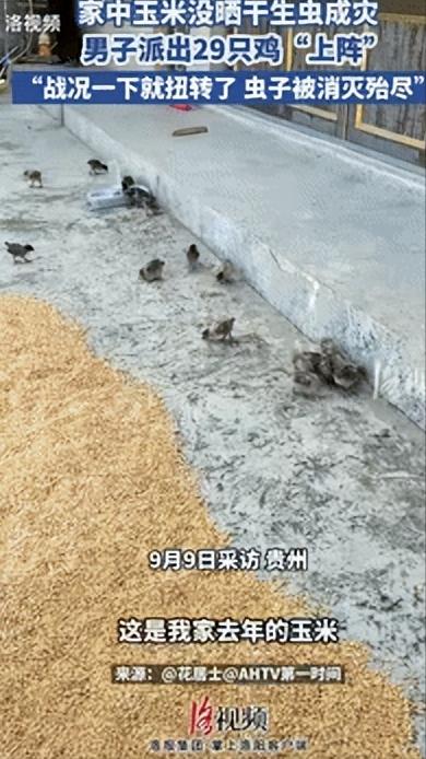 “人怎么能这么聪明！”贵州一男子因没把玉米晒干导致生虫，不仅数量庞大，还总往家门