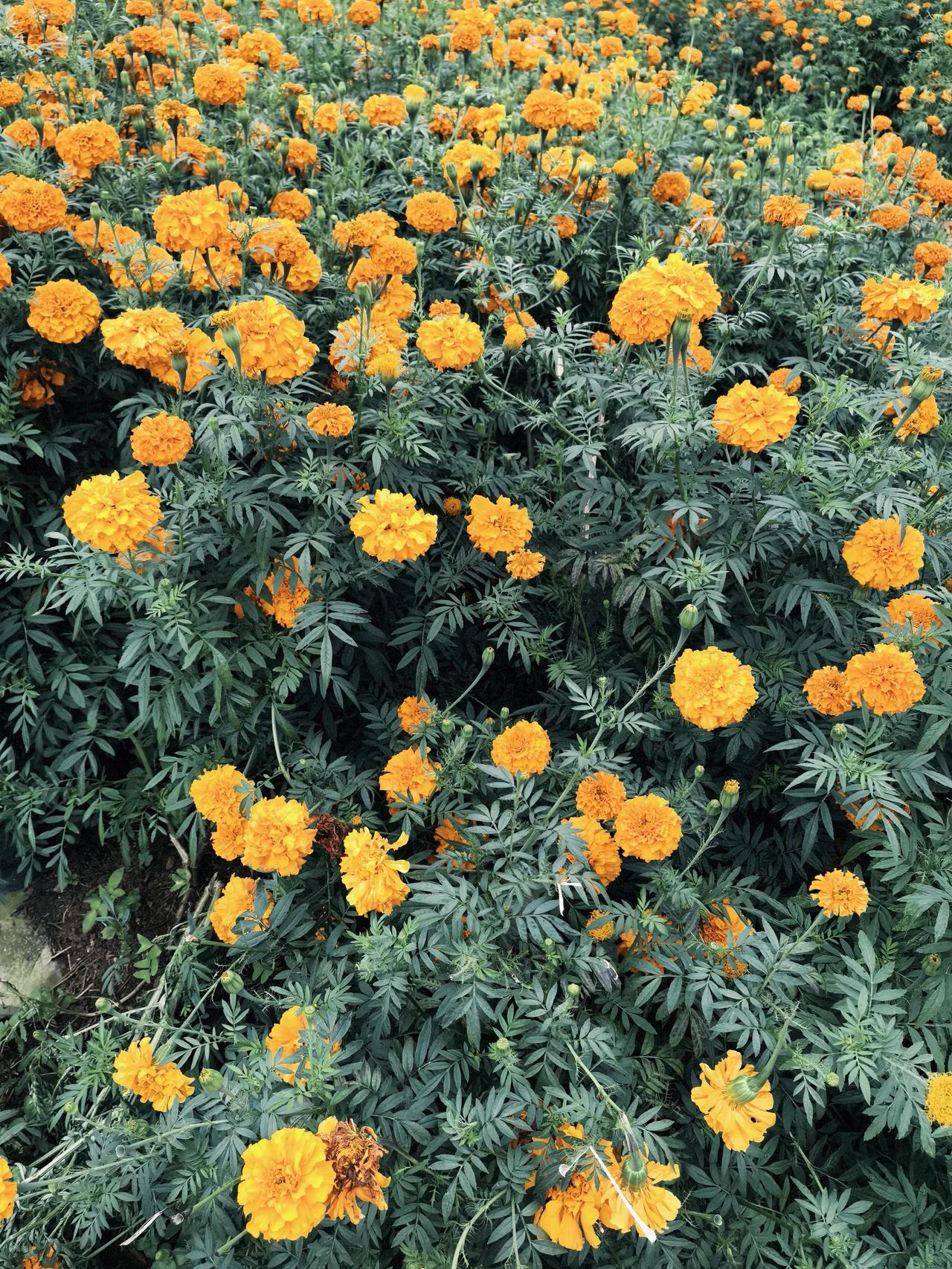 这是什么花？在植物王国的云南，真的是别的地方有的云南这边有，在别的地方没有的，云