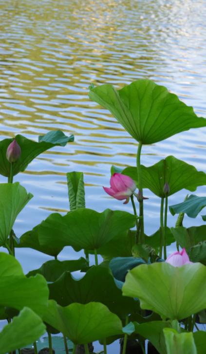 停火十天？中东火药桶，能降温吗？
亲爱的朋友们大家好，我是海林小百科！今天我们来