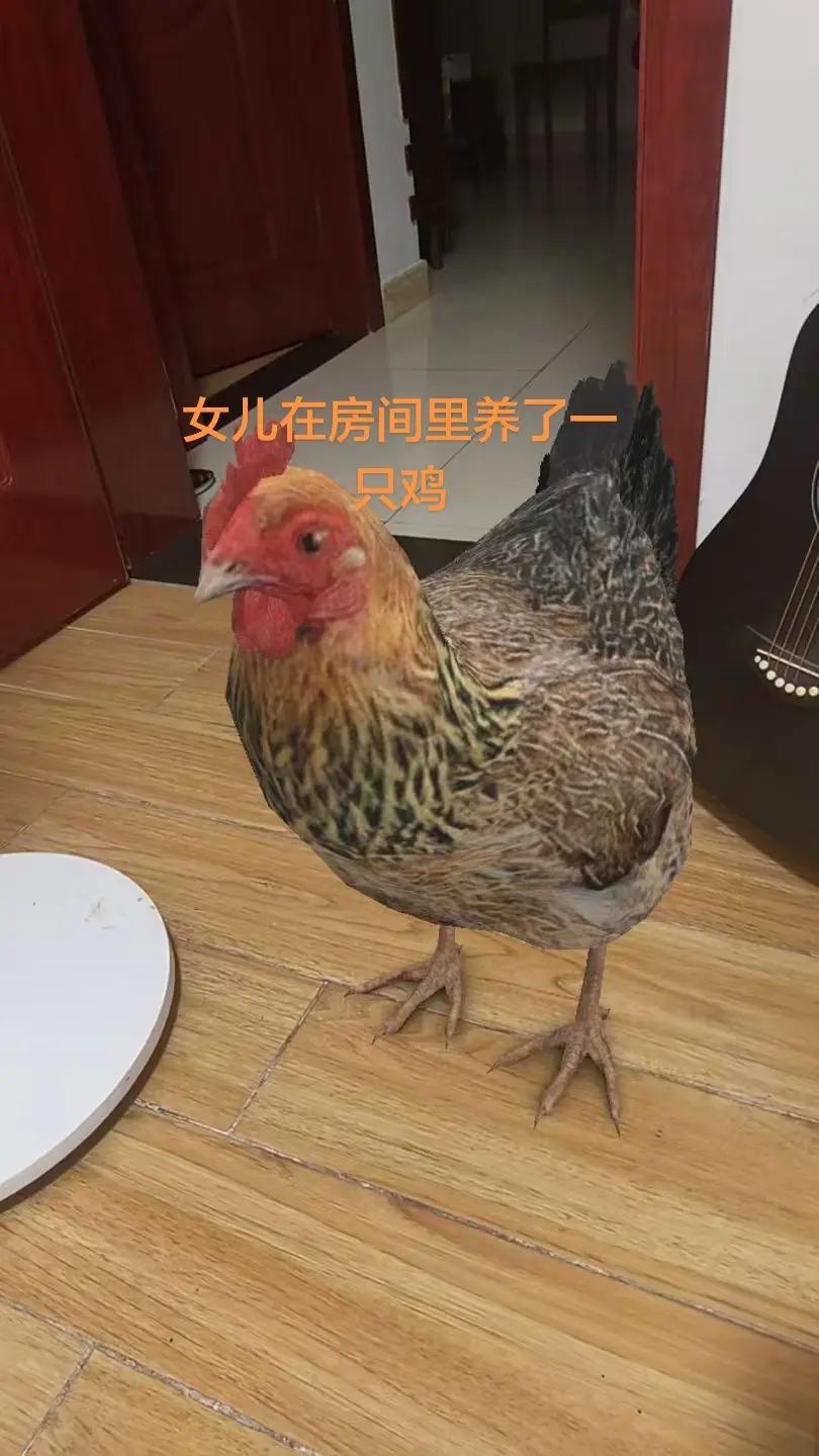 女儿在房间里养了一只鸡养鸡 养鸡人