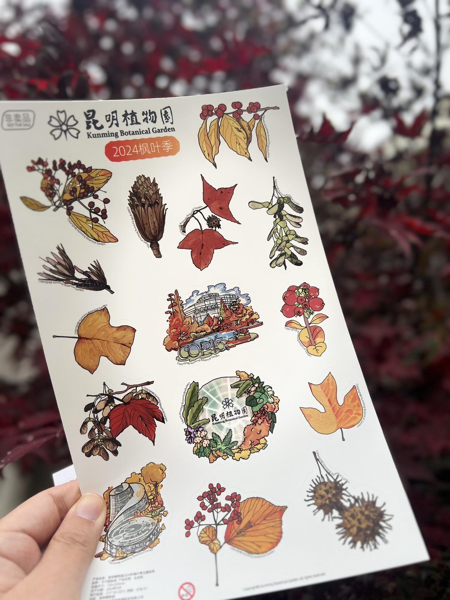 一个人旅行—捡秋