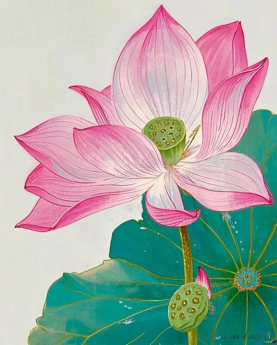 荷花彩图加白描勾线图