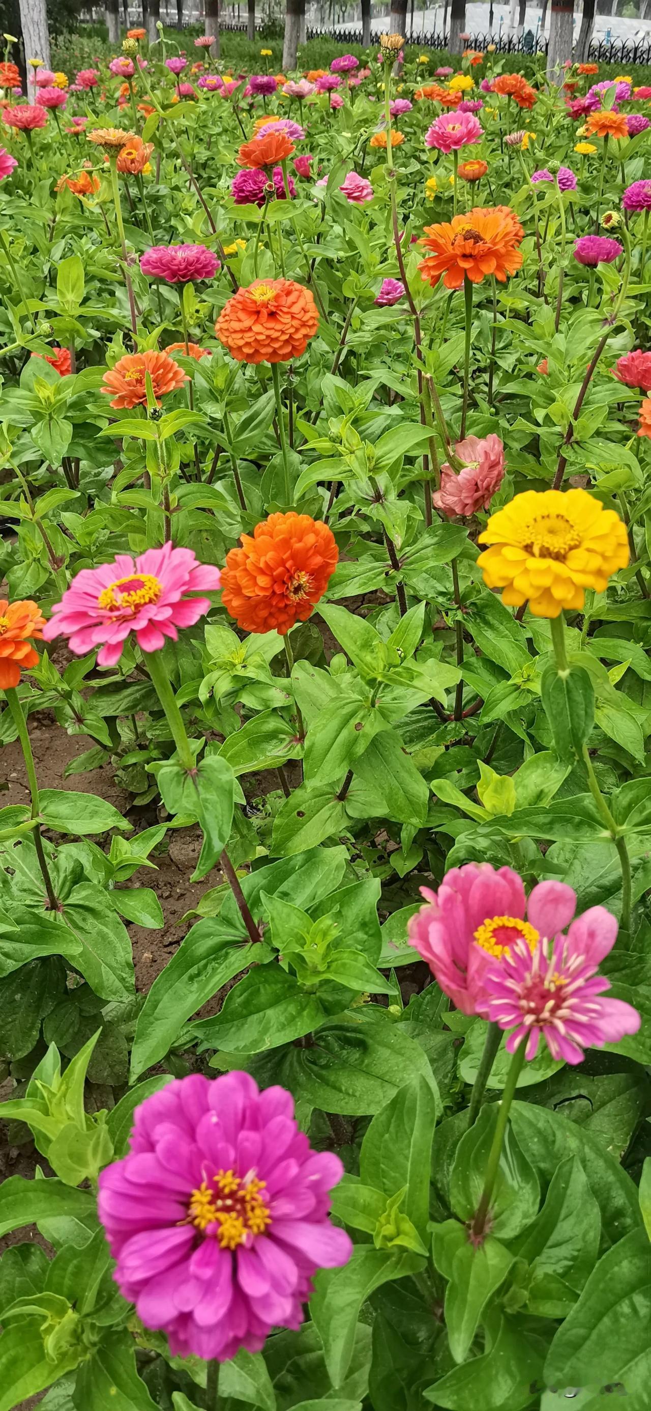 #随手拍花草。#（原创）
生态园随手拍