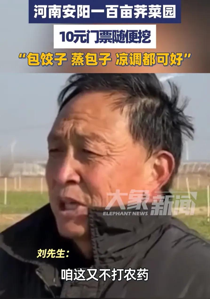 太有头脑了！河南icon一男子种了100多亩荠菜，由于长势不好，再卖不掉就全烂地