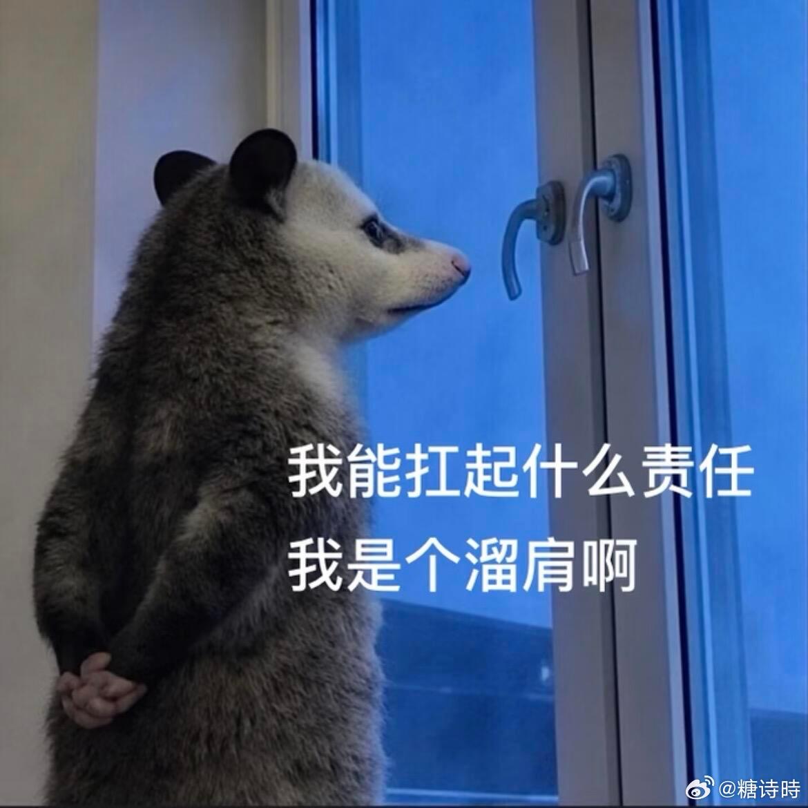 这组表情包真的笑鼠我了 哈哈哈哈哈哈哈！ 