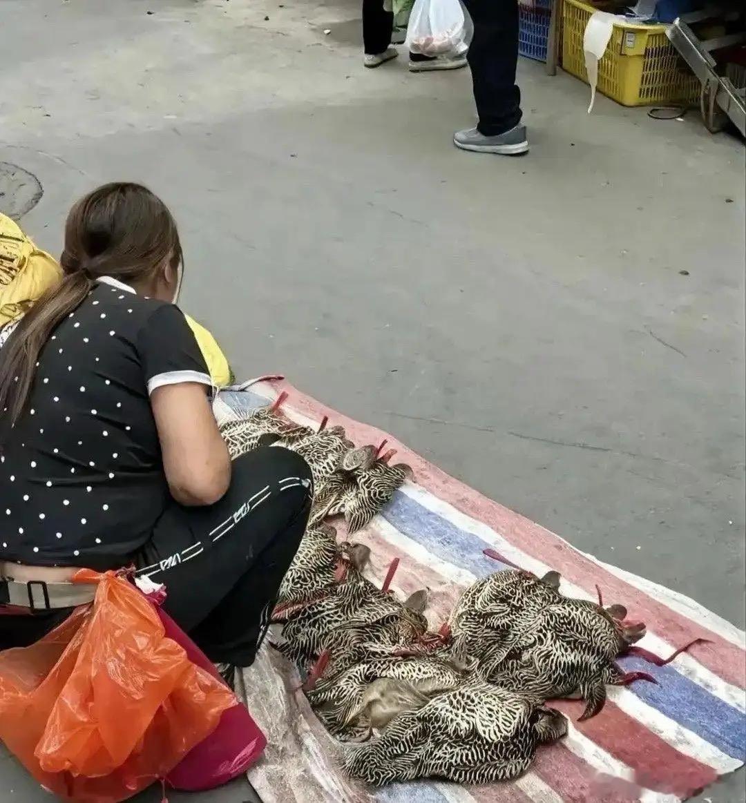集市上看到一位大姐摆摊售卖鹧鸪，看着胆子实在太大了。很多人不知道，鹧鸪是三有保护