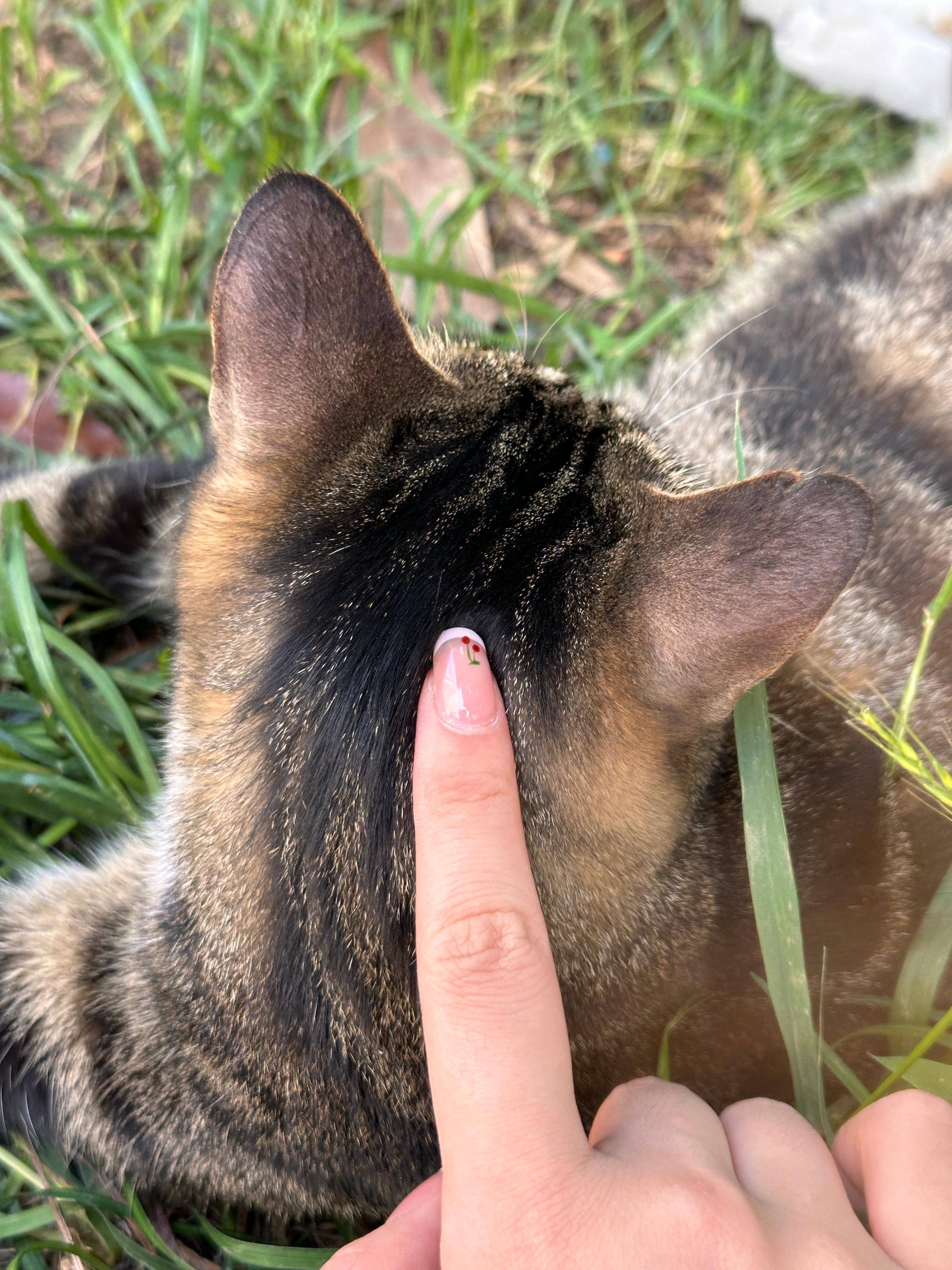 狸花猫头好油 ​​​