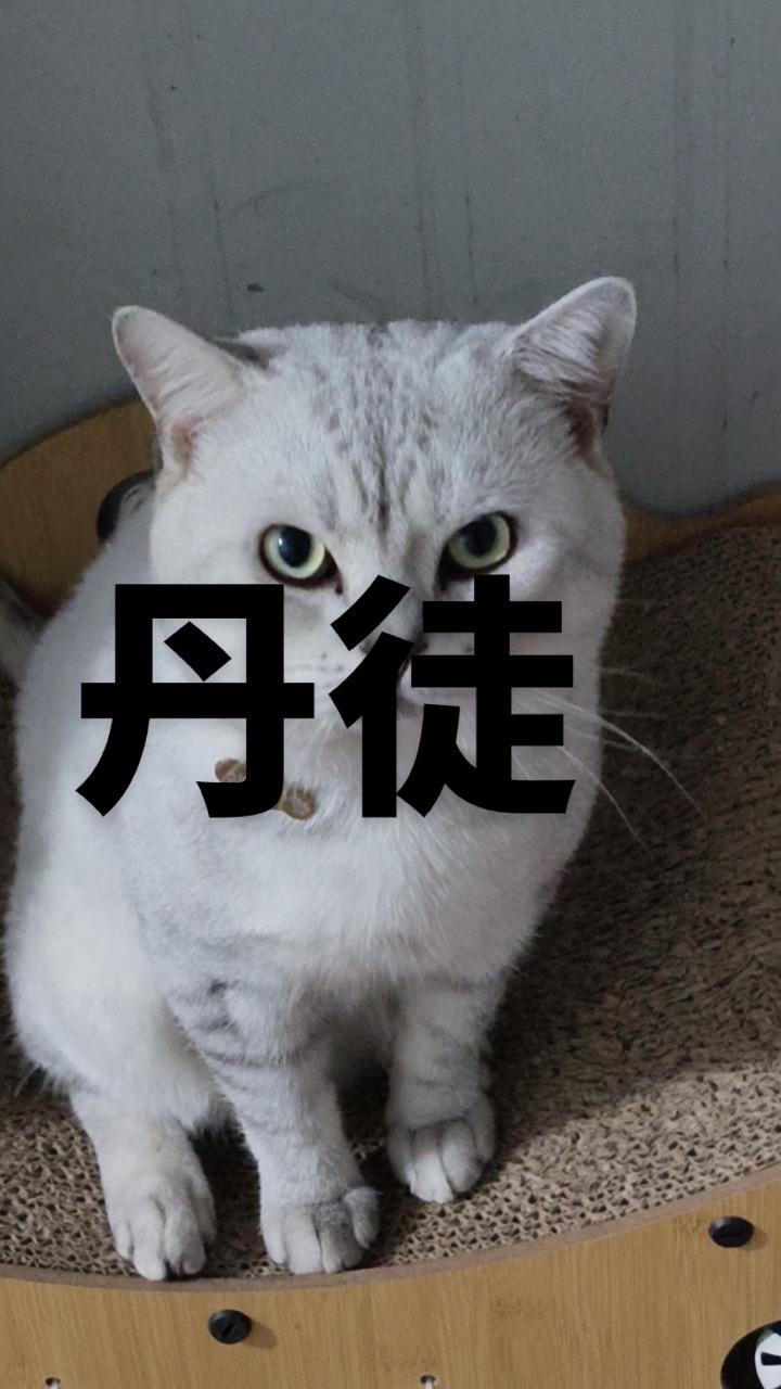 丹徒 自提 英短 公 可视频   电话 17627983040同V