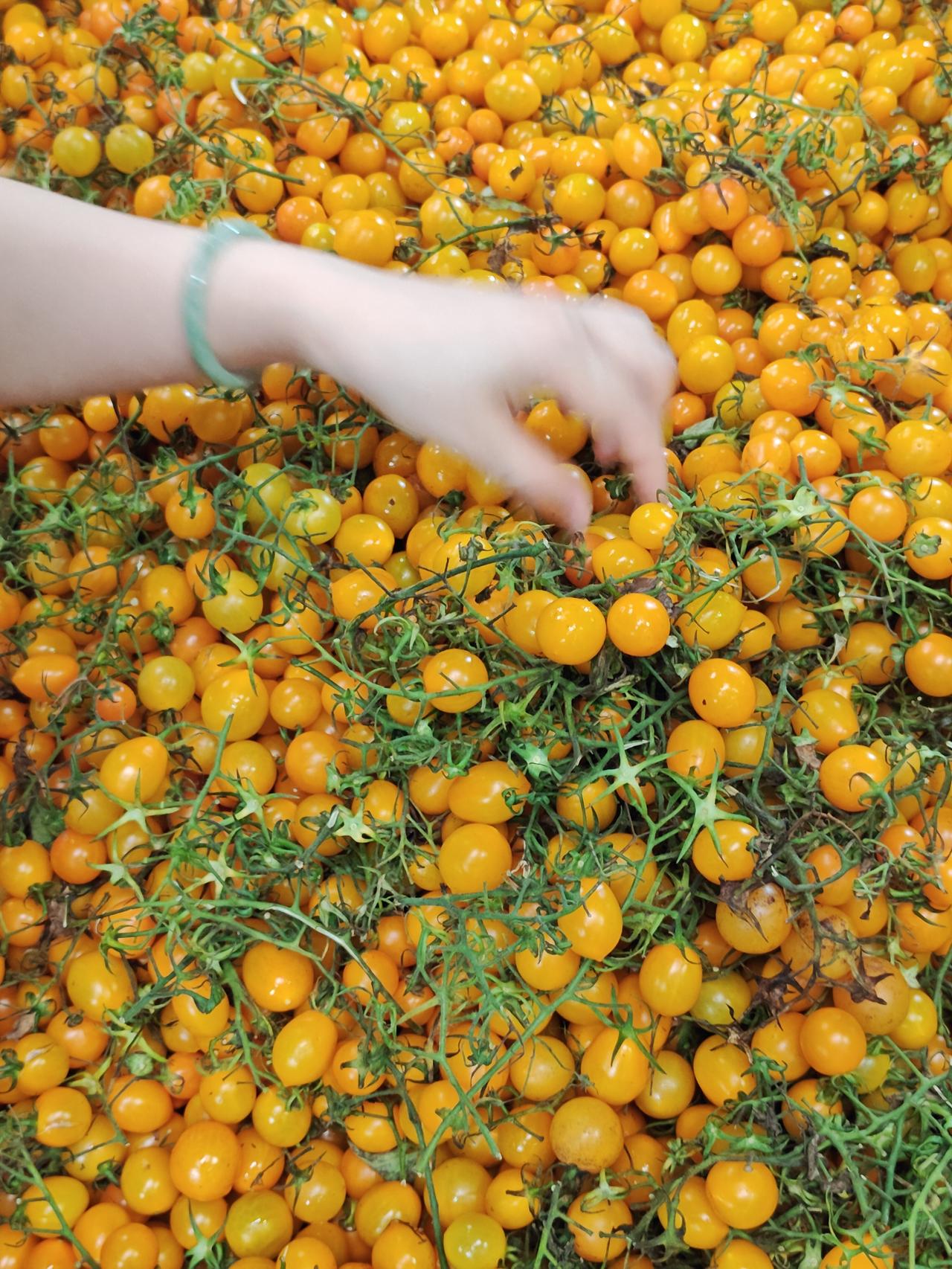 难怪很多人喜欢带玉镯子，确有独特的美感。才发现我不会读“镯”字，zhuo~可能因