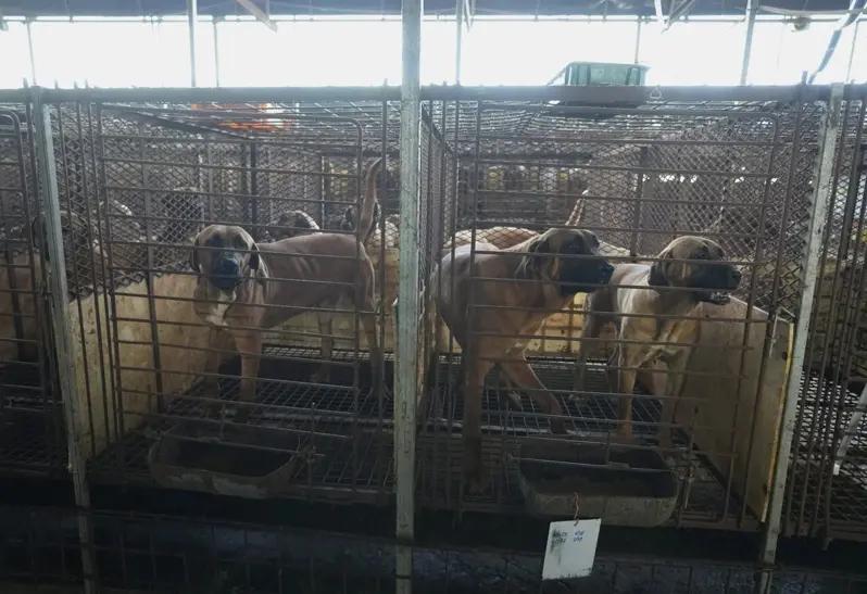 韩国大事件：禁食狗肉法将生效 ！
韩国2024年1月立法禁止饲养、屠宰和贩售食用