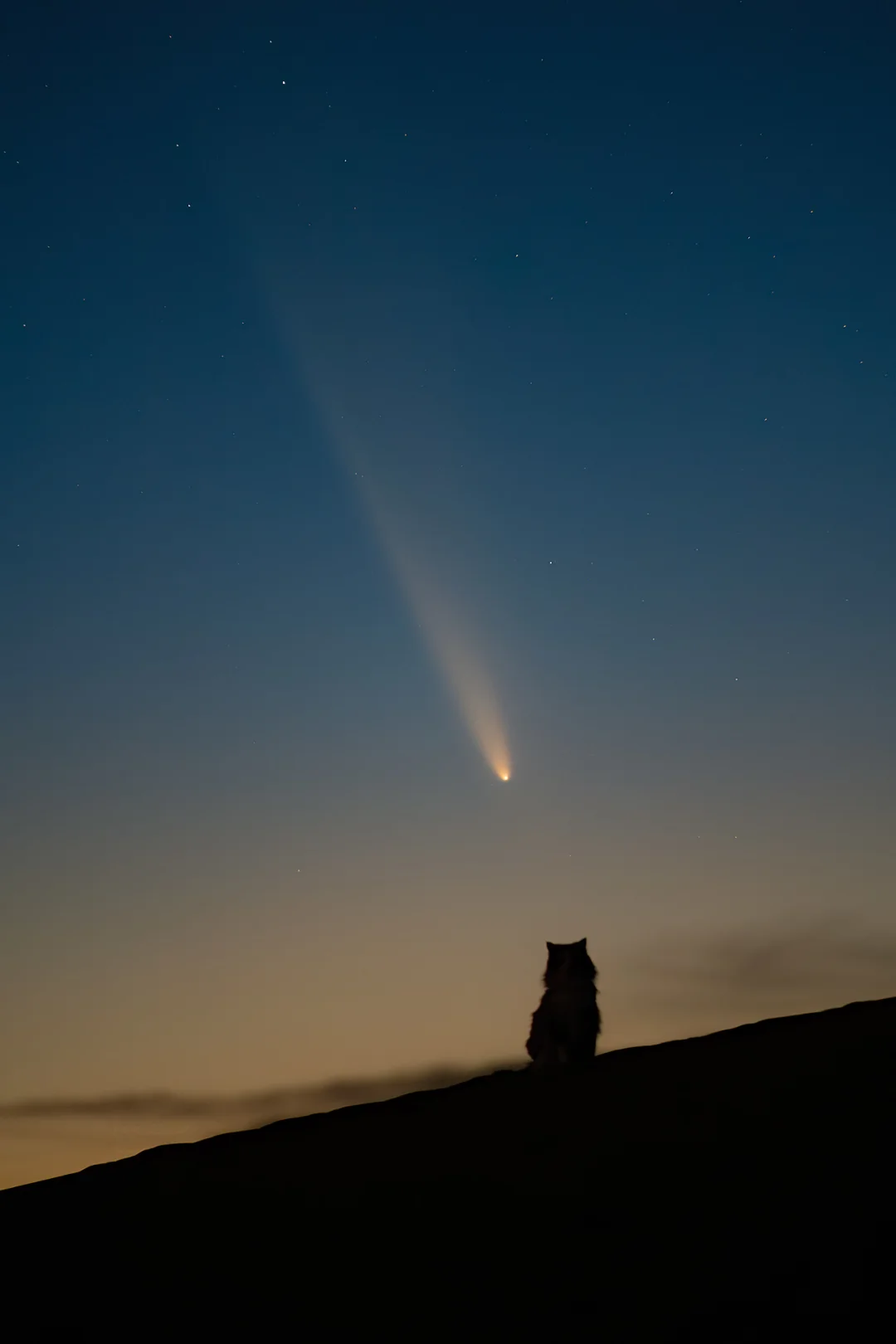 内蒙沙漠里，拍到了彗星和猫
