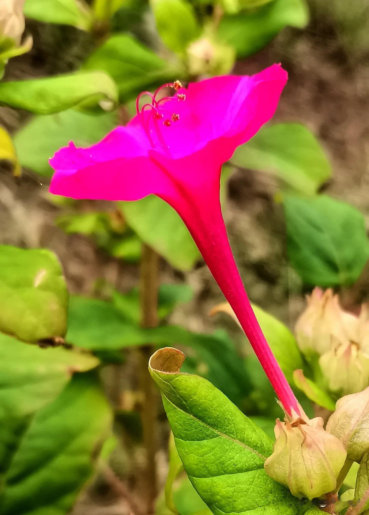 镜头记录生活  地雷花
（首发原创）
#手机抓拍~花# #手机随手拍秋花# #手