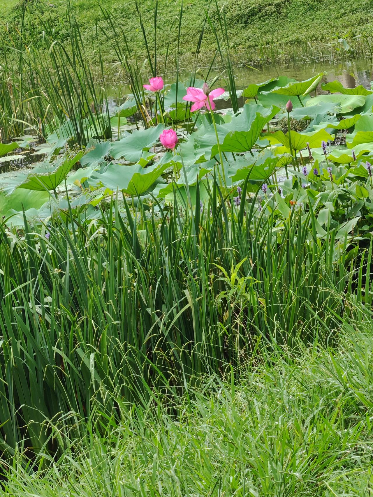 夏日炎炎，武汉的荷花成了顶流。6月到8月，90余座公园的花海相继绽放。武汉荷花种