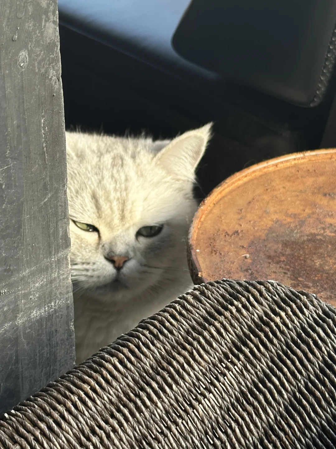 小猫争宠全过程