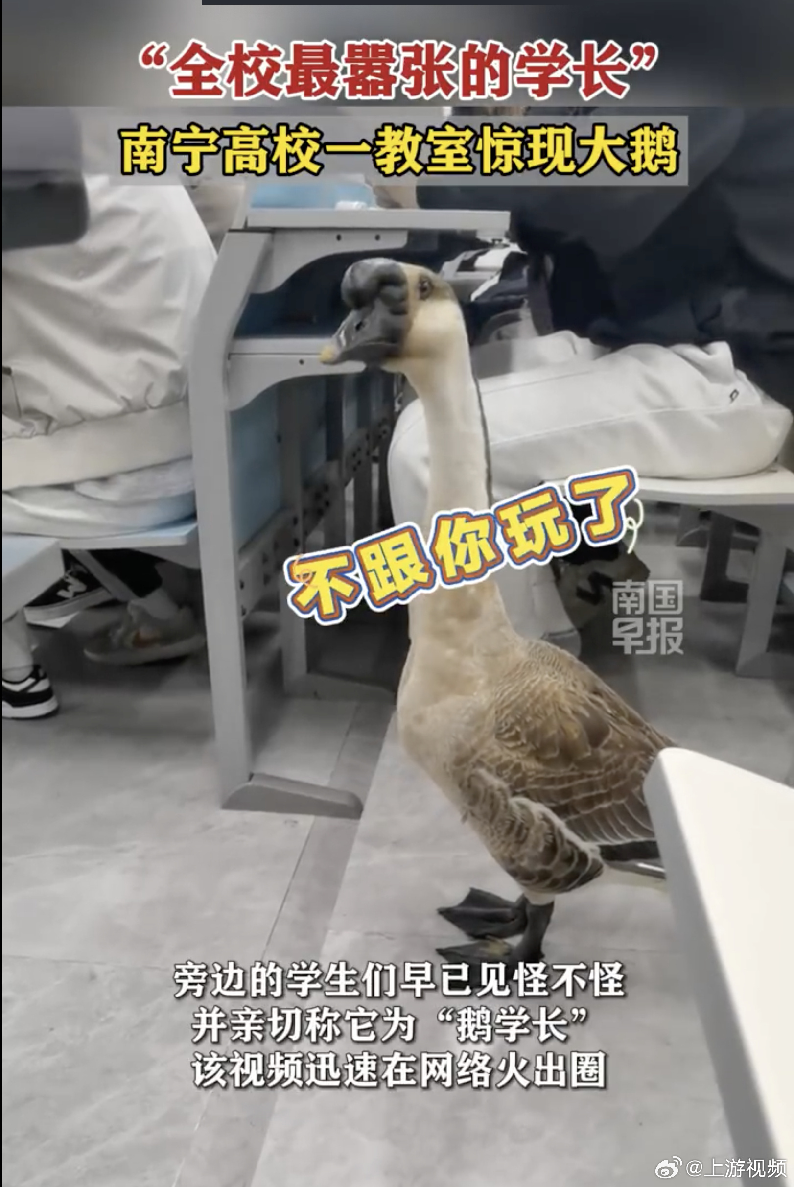 #南宁一高校网红大鹅死亡引热议#【南宁理工学院网红“鹅学长”死亡引热议，校方回应