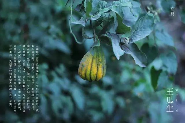 立夏.千秋岁引
斗指东南，维为立夏。
物至今时皆假大。
别春已是来年见，始交万物