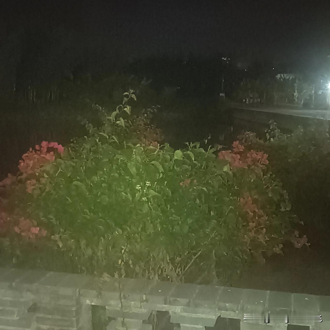 夜晚，广场里花儿依然美丽的开着，吸引了我的目光。
#秋日生活打卡季# 
 
#上