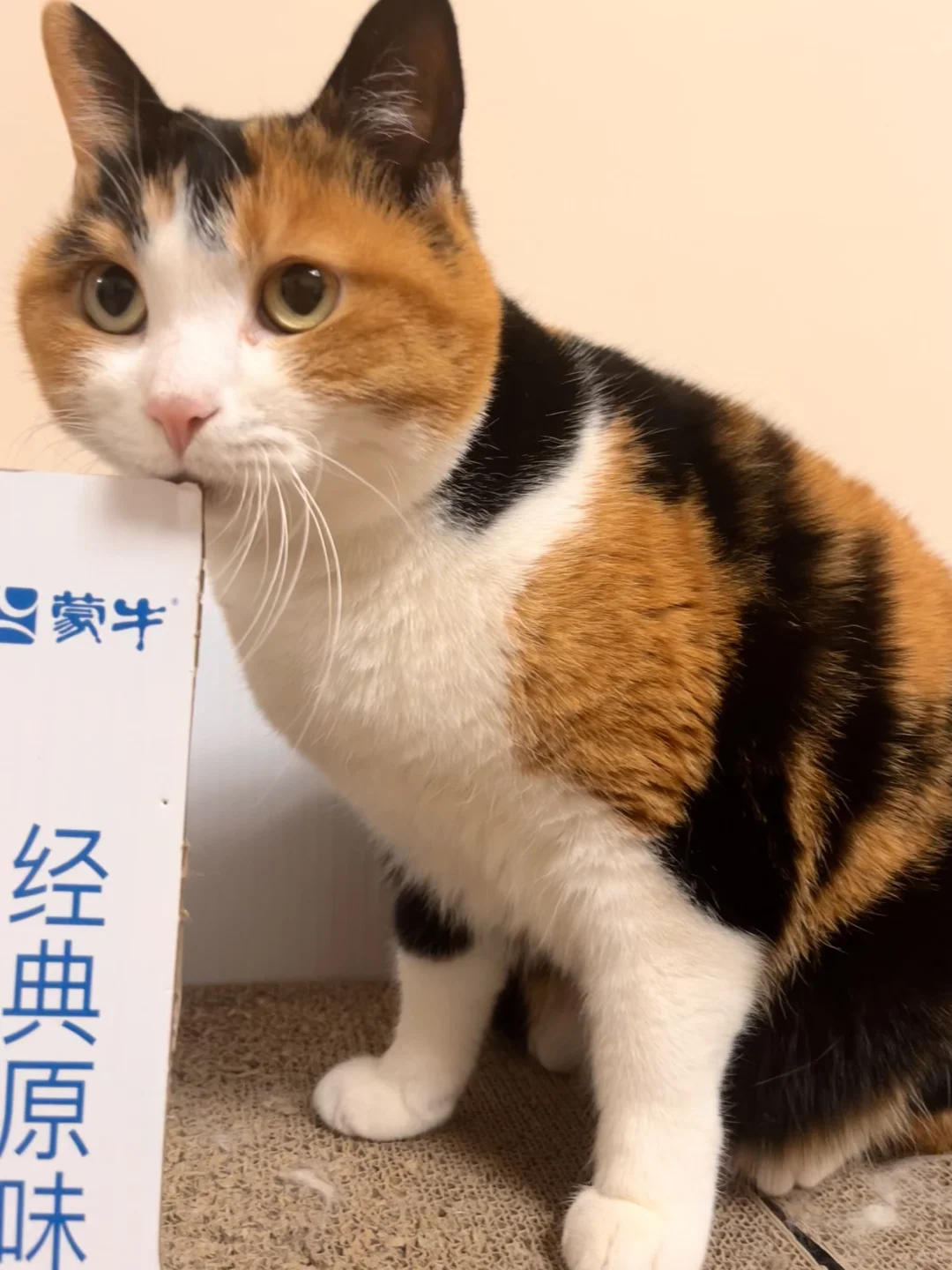 萌物中的萌物 萌物中的支配者