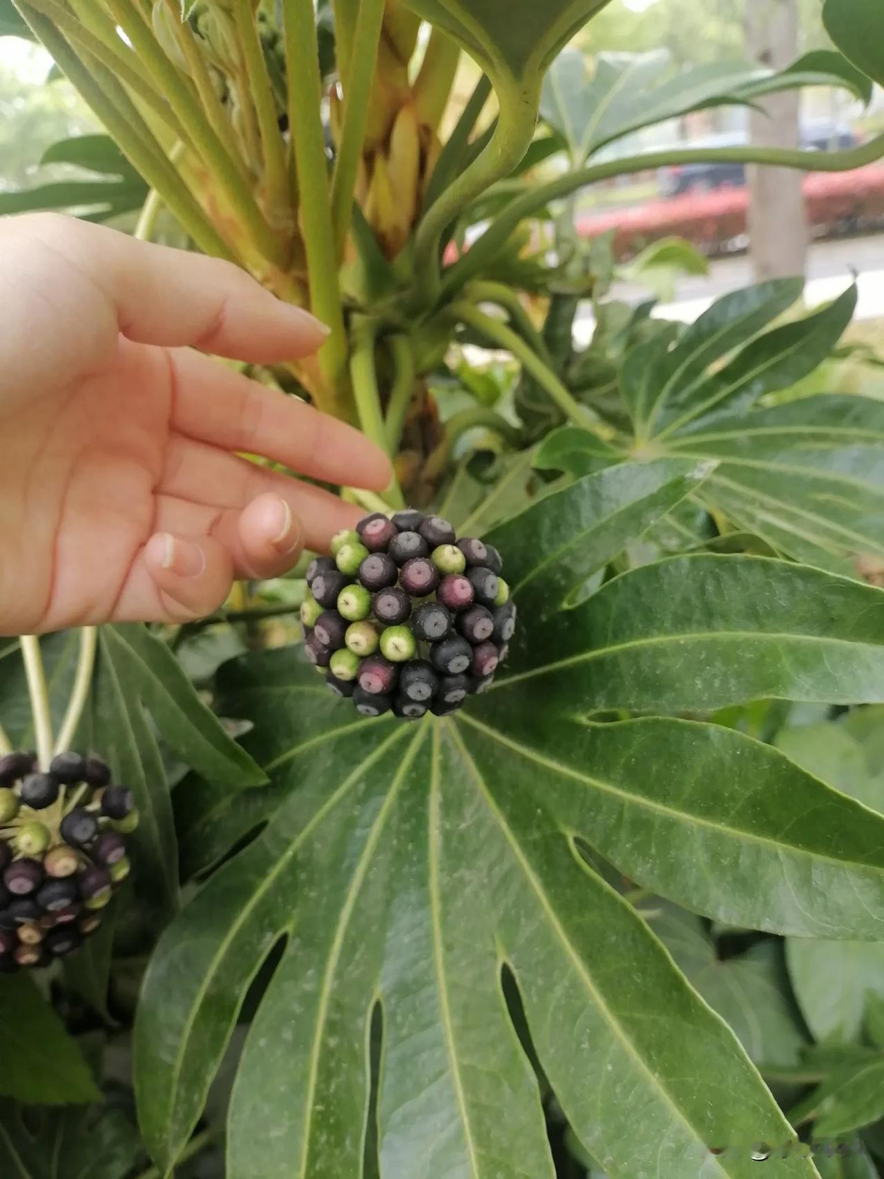 昨天一个顾客退抱单，店长说不能退，可以换。这个顾客说，买来不需要凭什么不能退？店