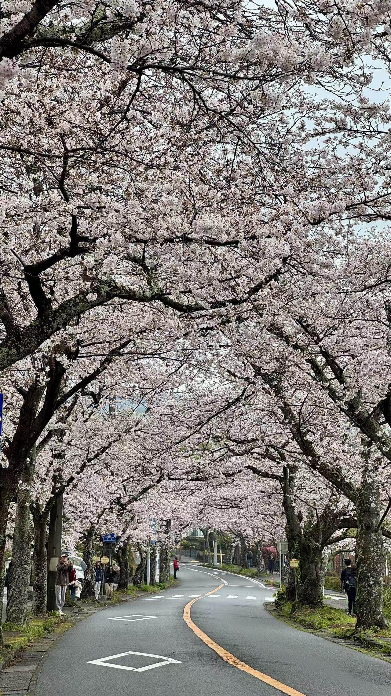 伊豆雨行，樱花落满温柔时光 260404

今天继续跟着女儿的照片云游伊豆。
