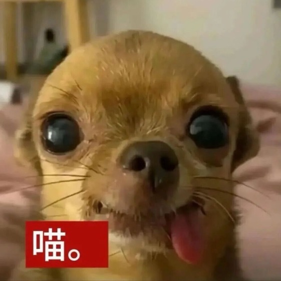 你好，请给我砸一点狗图