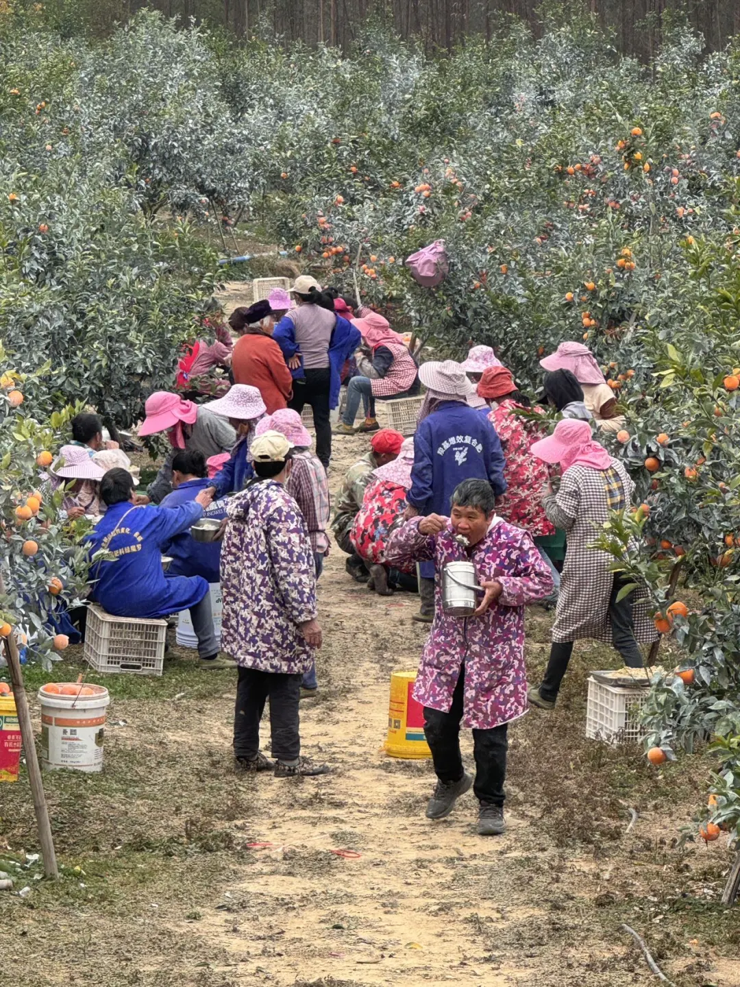沃柑回购太多了，果农们只能在地里吃饭！