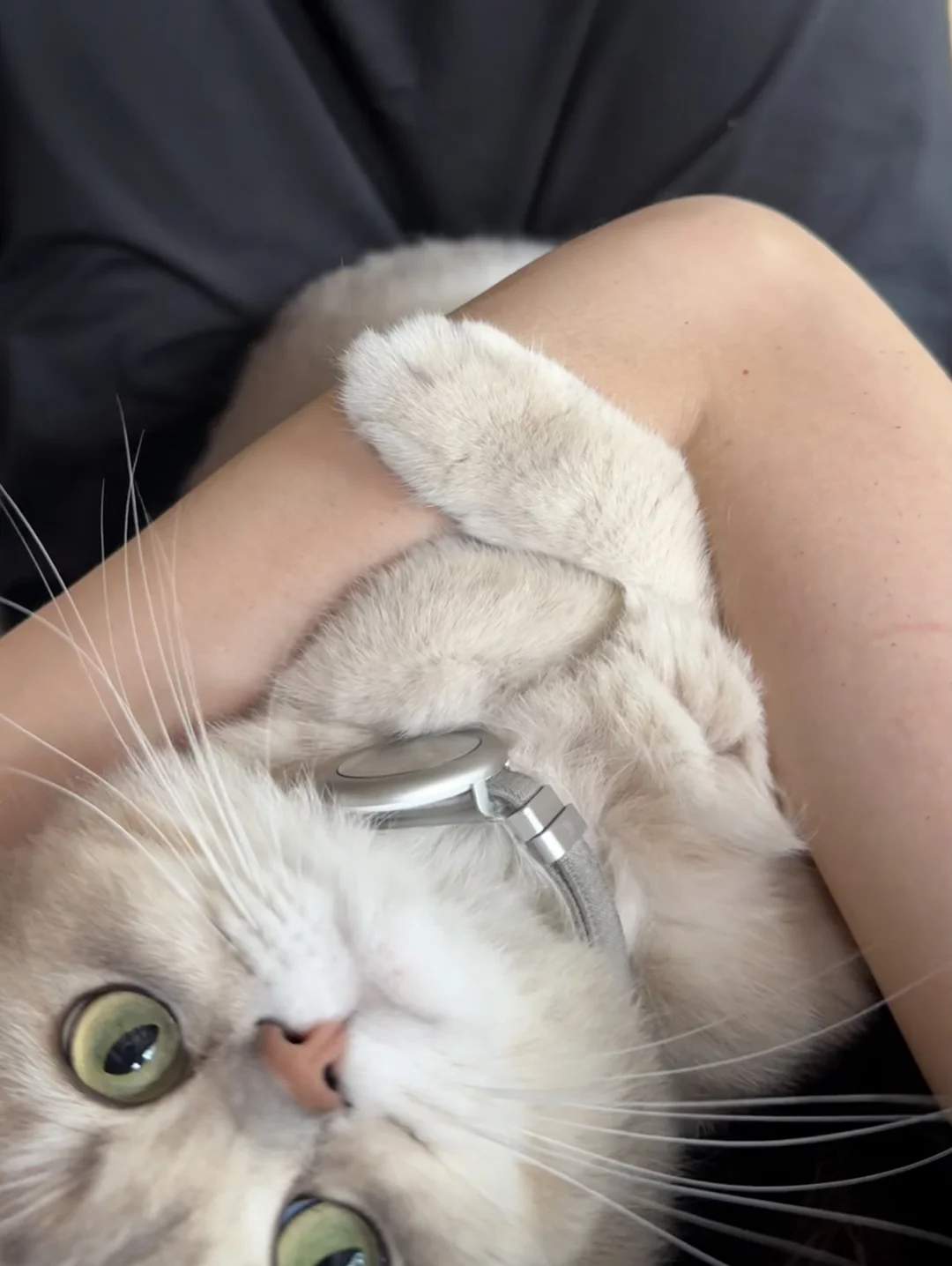 会撒娇的猫猫，谁会不爱！