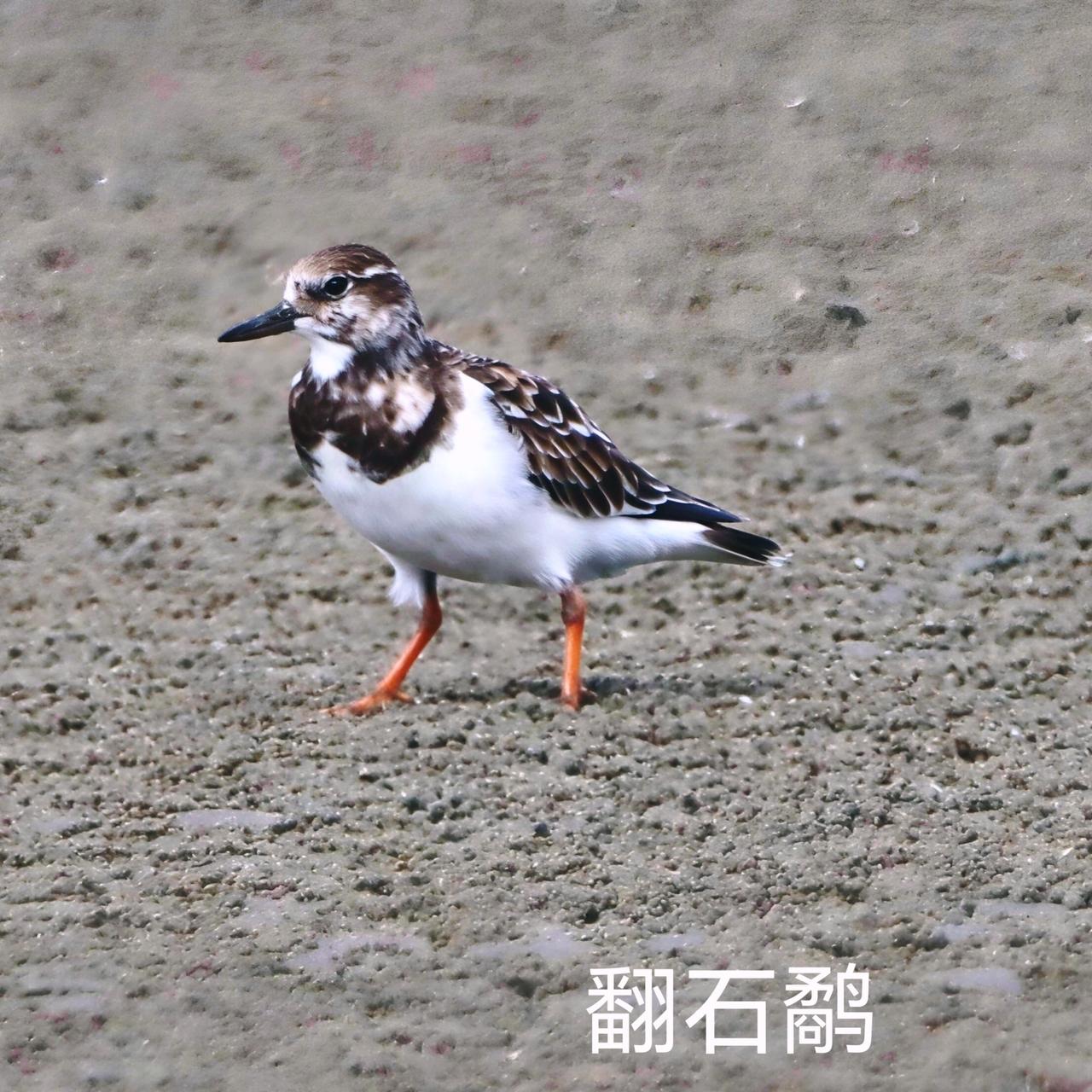沙滩上的小鸟，活泼可爱