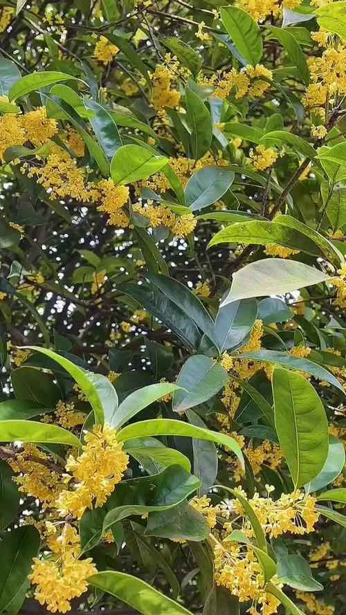 #下联：硕果盈枝喜气浓，诚邀上联#
下联：繁花满树好运丰