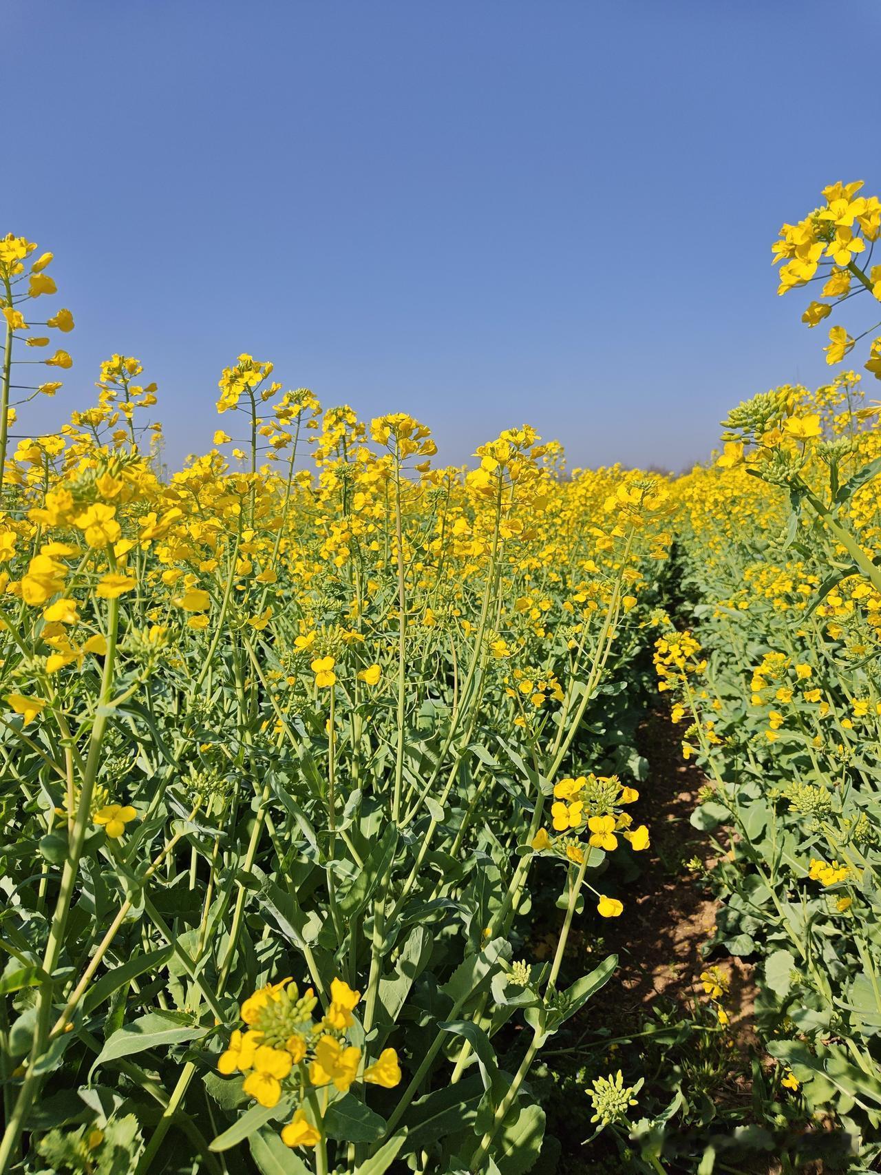 一花独放不是春，百花齐放春满园。