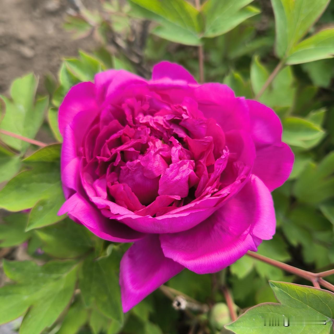 自愿给的彩礼才香

我结婚的时候没有彩礼，我家有两个儿子，如今已经到了适婚年龄。