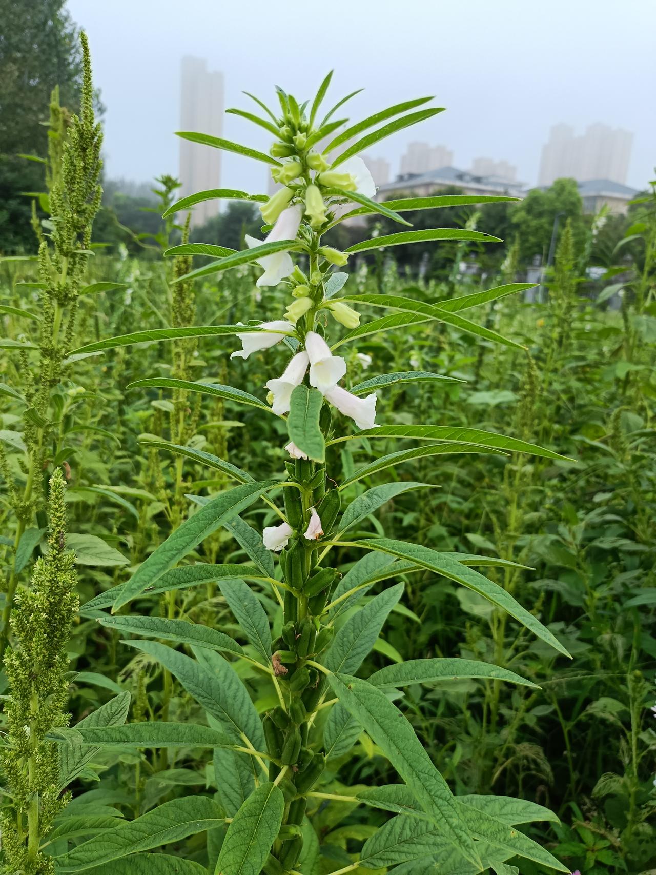 芝麻开花节节高，看这一大块地里的芝麻，长势还是不错的，美中不足的是里面的杂草有点