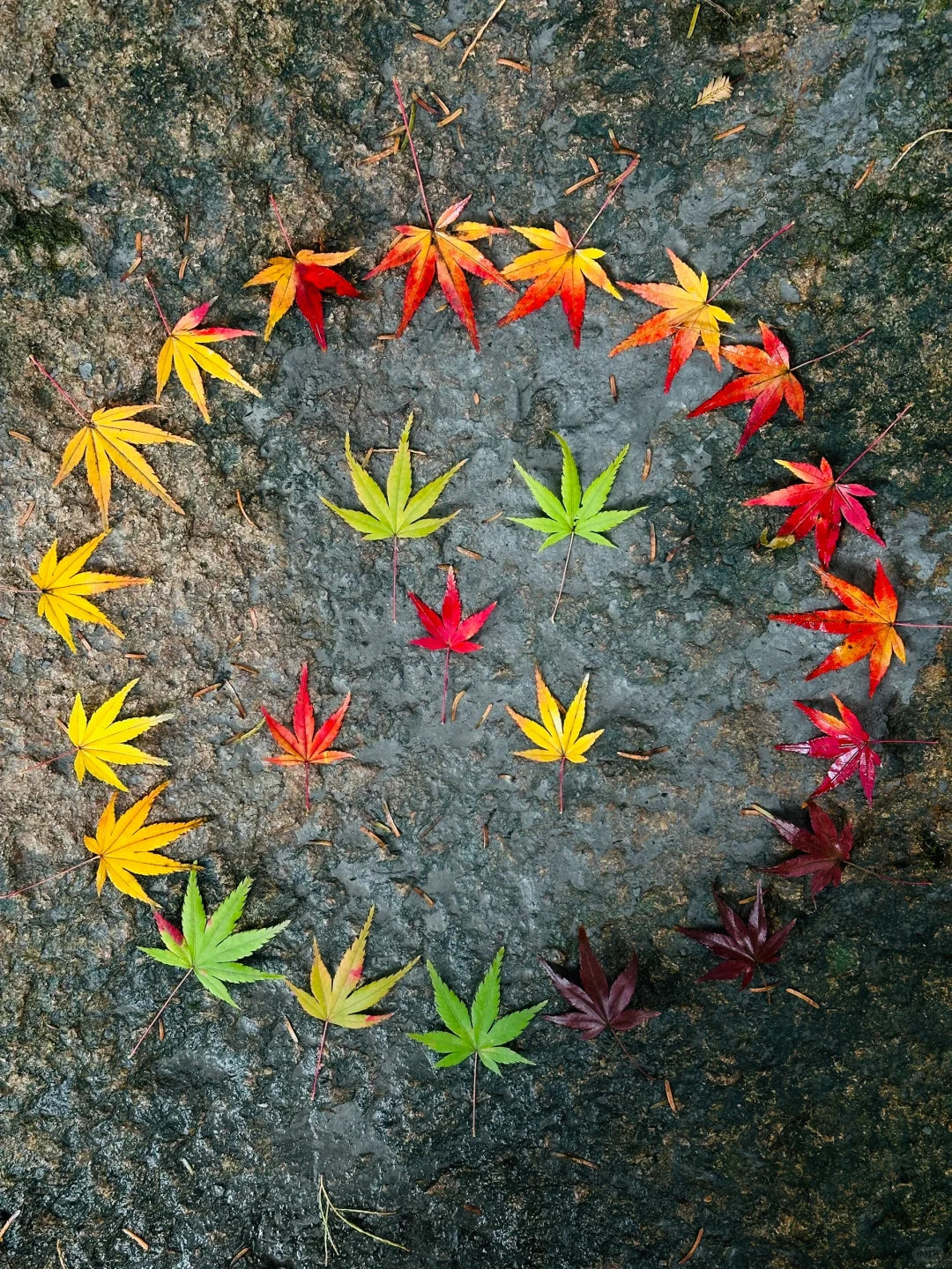 这满地的五彩枫叶🍁是大自然写给你的情书💌