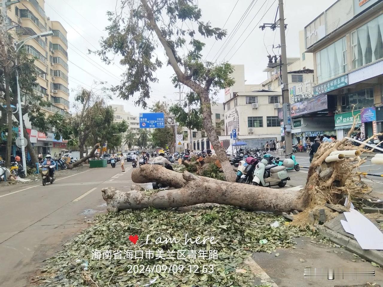 海口城市艺术主题歌
​《好大一棵树》
​海南省海口市即将举办“城市艺术周”，我不