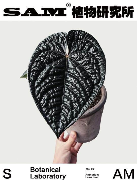 奢华花烛｜Anthurium Luxurians