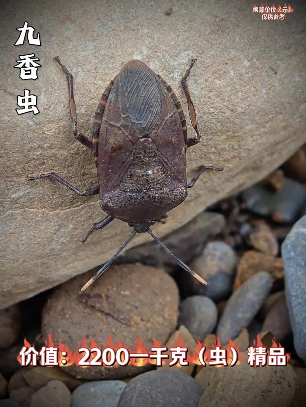 说得好。太极图只不过是无奈之选。他不过是这世界由无变为有（无生有）的转圜过程的玄
