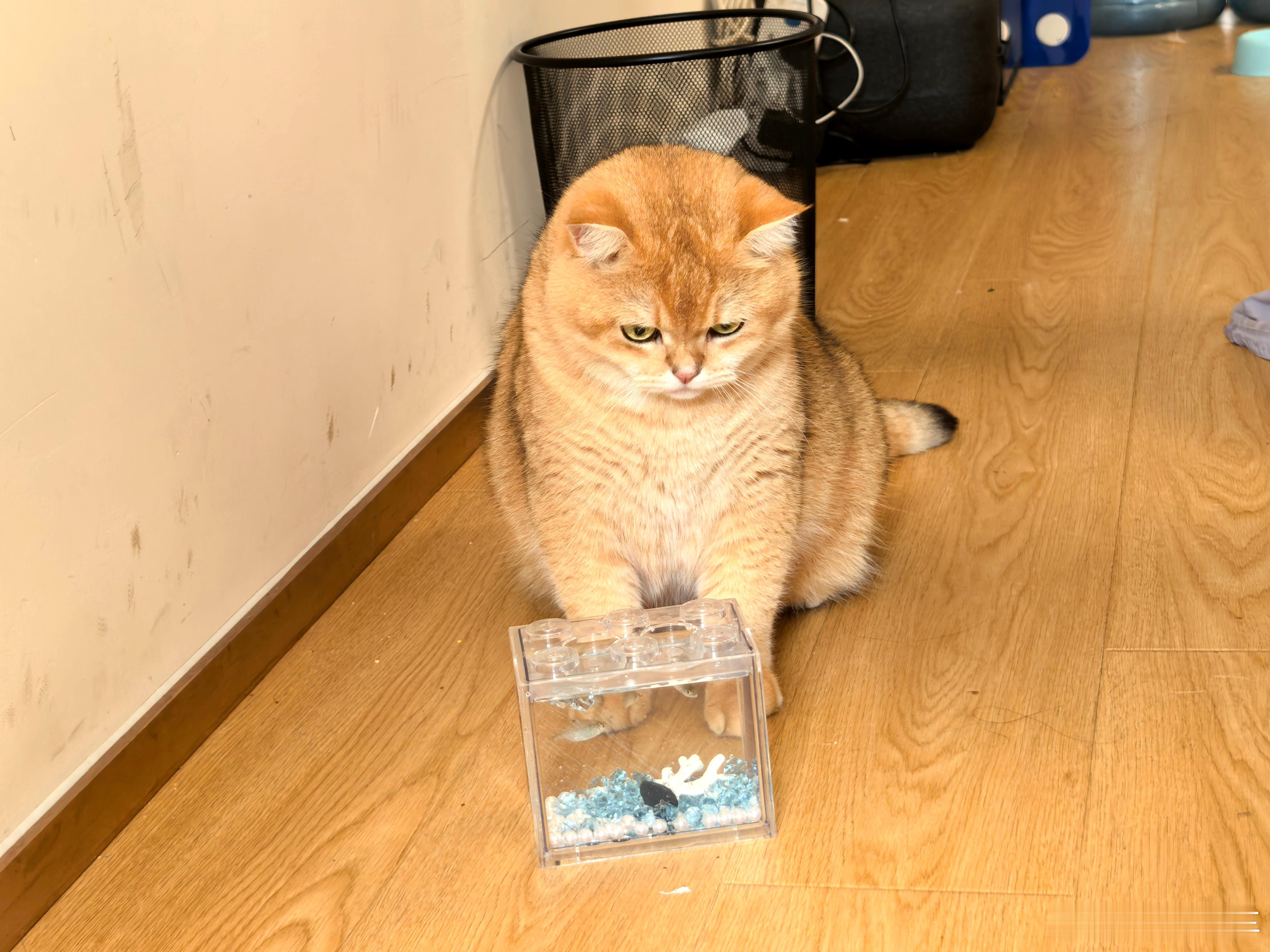 来财是不是想吃我的小鱼[允悲]猫：让我看看今天吃哪条鱼🐟萌宠金渐层 ​​​
