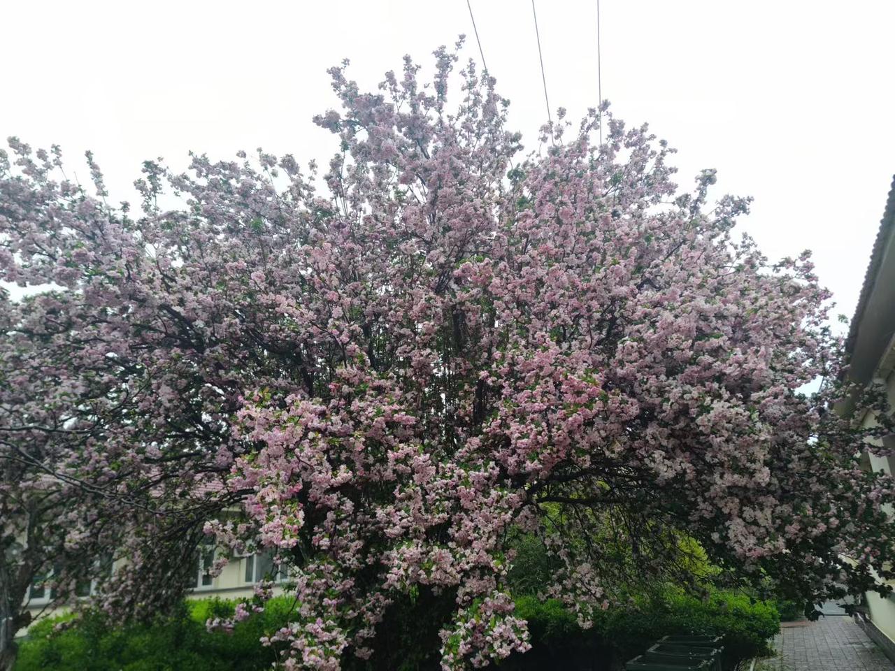沧州一下雨，就像按下慢放键。
雨丝飘在运河边，风带着潮气往脖子里钻。街上人少了，