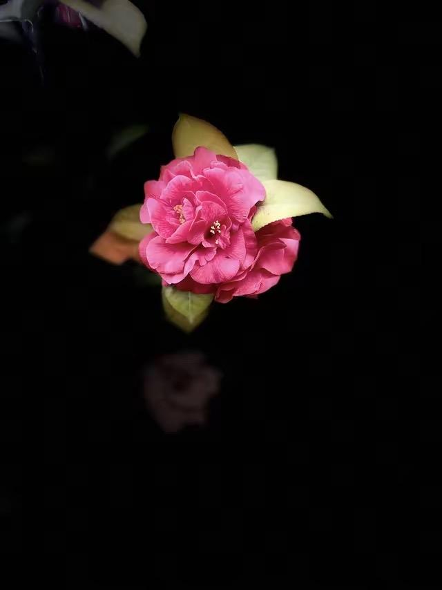 我活了半辈子才知道——
手指肚瘪得像漏气皮球，那是血槽空了！
一个土得掉渣的老方