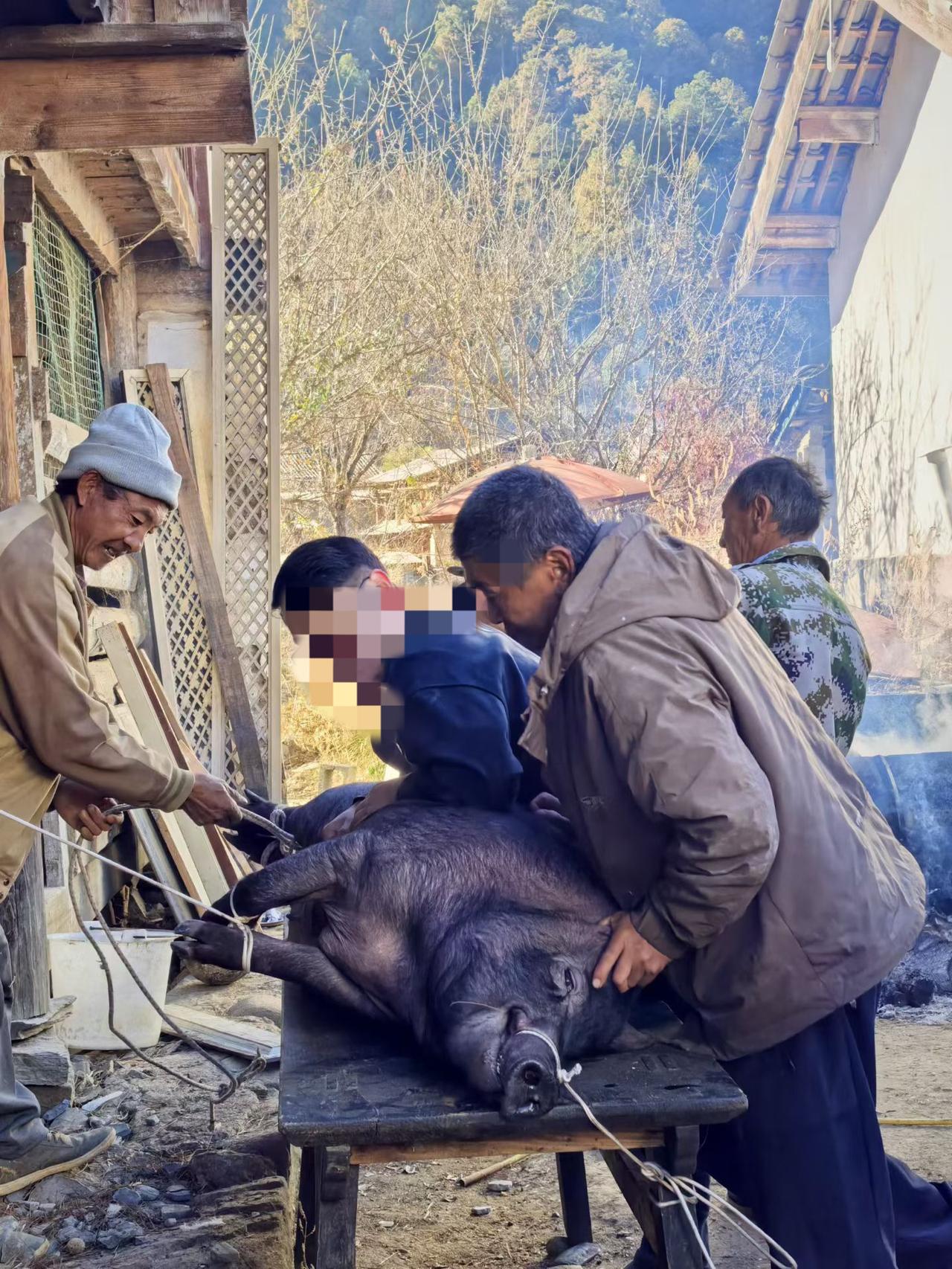 论弘扬杀年猪传统习俗，我只佩服云南省各兄弟民族一直在坚持。
自重庆姑娘求助“按年