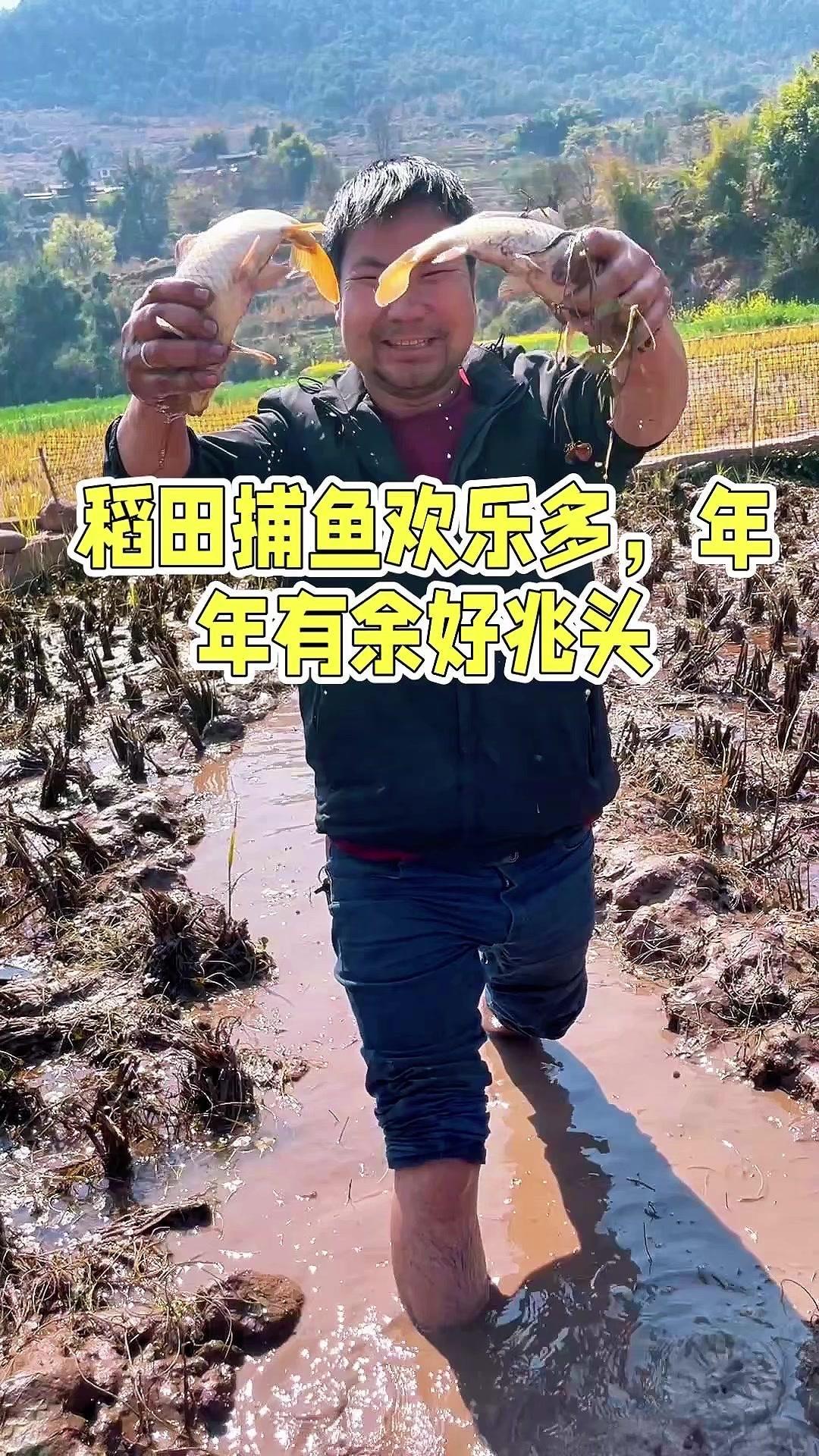 明天就是过年啦，跟着同学去稻田逮鱼，提前感受年味儿～水放干后大家都在浑水里摸鱼，