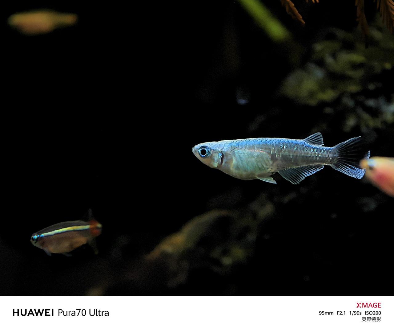 养鱼，拍鱼，养的是生活乐趣，拍的是生活点滴。