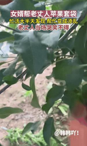 "好心帮倒忙。"一男子，本想尽份孝心去果园帮老丈人套苹果袋，哪成想忙活了大半天，